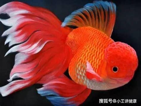 那種魚最好養|【那種魚最好養】哪「養」魚最輕鬆？12 種養不死的觀賞魚，新。